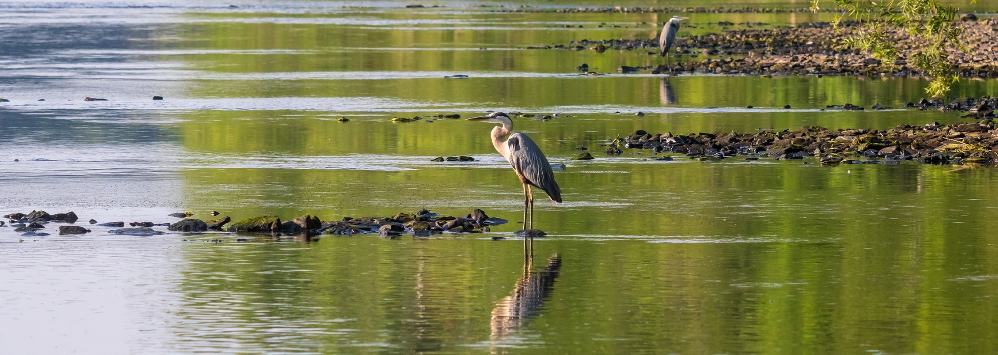 Landscape featuring great blue herons in a river